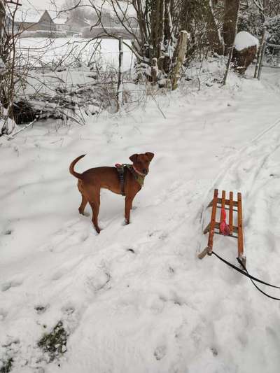 Liebhaber des Deutschen Pinscher gesucht.-Beitrag-Bild