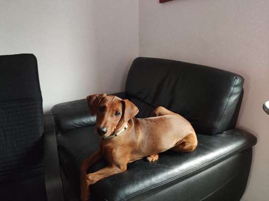 Liebhaber des Deutschen Pinscher gesucht.-Beitrag-Bild