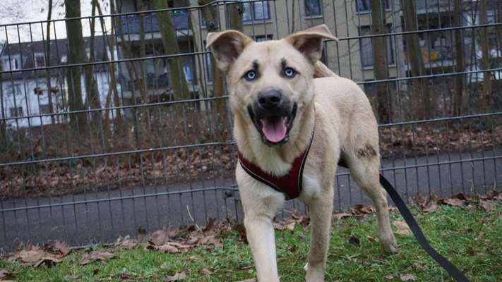 Hunde aus dem Tierschutz: Bulgarien-Beitrag-Bild