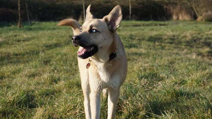 Zeigt her eure Junghunde :)-Beitrag-Bild