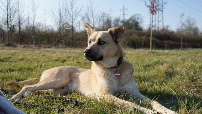 Husky-Beitrag-Bild