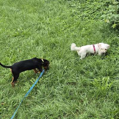 Hundetreffen-Spaziergang im Volksgarten Letmathe-Bild