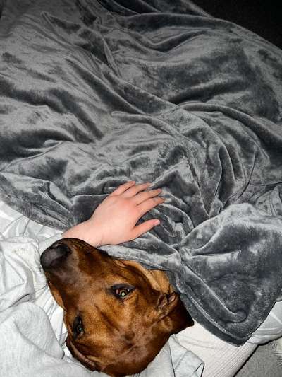 Rhodesian Ridgeback-Beitrag-Bild