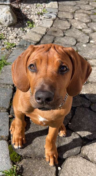 Rhodesian Ridgeback-Beitrag-Bild