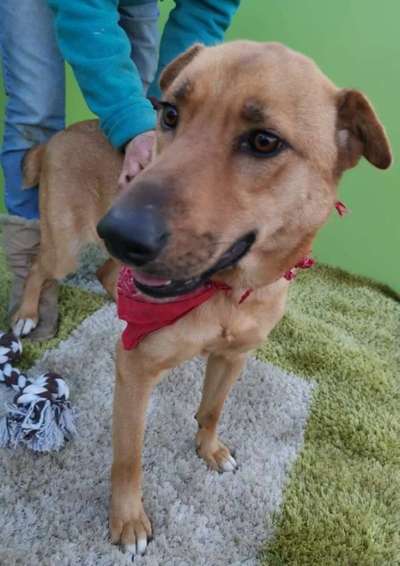 Tierschutzhunde suchen ein Zuhause-Beitrag-Bild