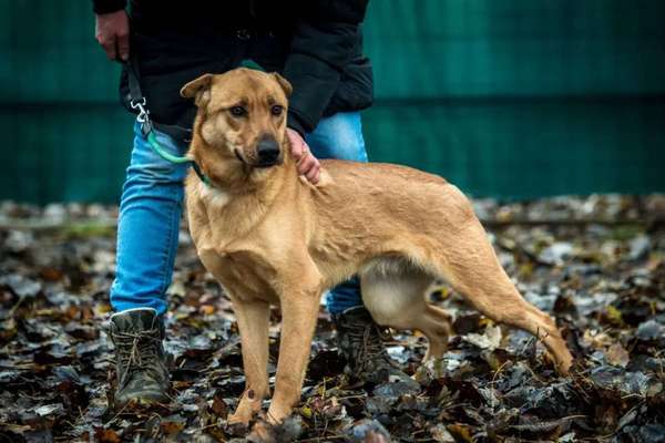 Tierschutzhunde suchen ein Zuhause-Beitrag-Bild