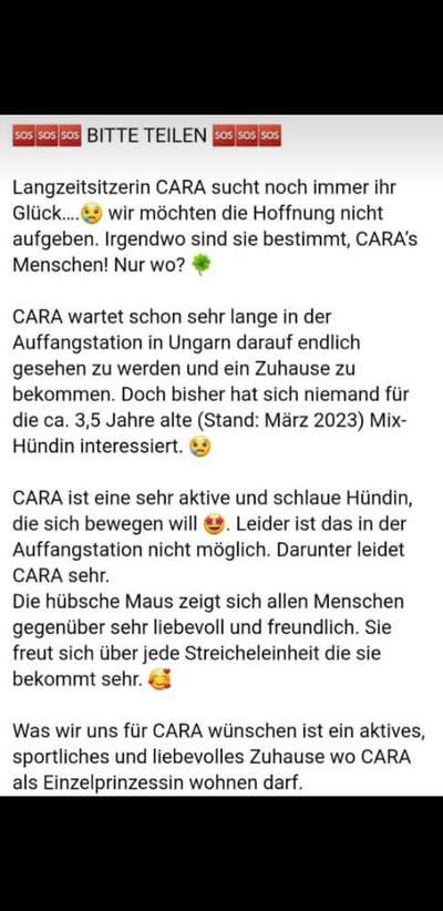 Tierschutzhunde suchen ein Zuhause-Beitrag-Bild