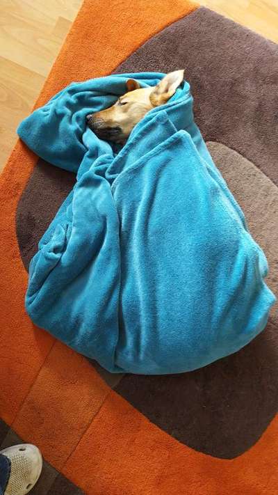 Hunde Porträt (Portrait) Galerie....-Beitrag-Bild