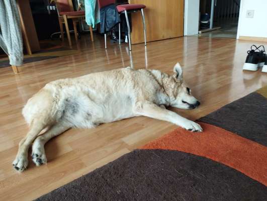 Hunde Porträt (Portrait) Galerie....-Beitrag-Bild