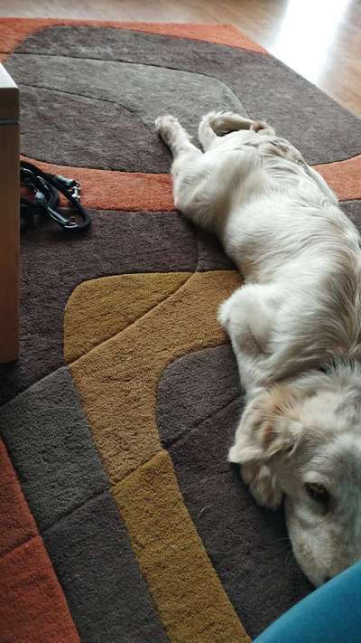 Futter für muskelaufbau-Beitrag-Bild