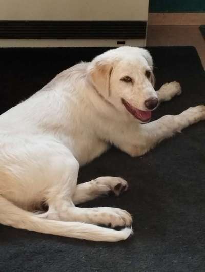 Wie seid ihr zu eurem Welpen gekommen?-Beitrag-Bild