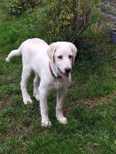 Hunde Porträt (Portrait) Galerie....-Beitrag-Bild