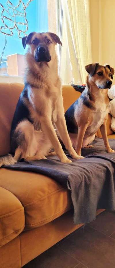 TierschutzhundeStammtisch🐕-Beitrag-Bild