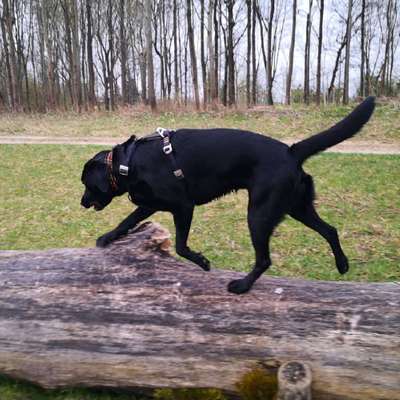 Hundetreffen-Spielfreunde und Gassipartner🐾-Bild