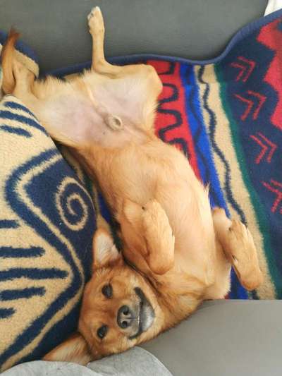 Dogorama Photo Challenge - Wälzen-Beitrag-Bild