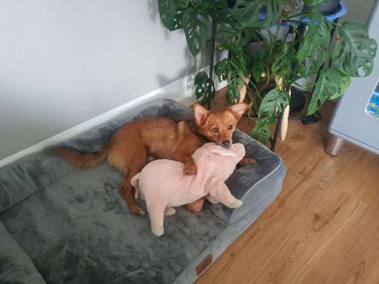 Euer Hund und sein Lieblingskuscheltier-Beitrag-Bild