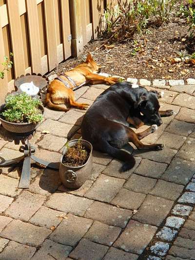 Fotosammlung: ,,Der natürliche Hund" Unbearbeitet, ungestellt und in Natura-Beitrag-Bild