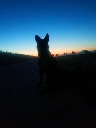 Dogorama Foto Challenge - Dämmerung-Beitrag-Bild