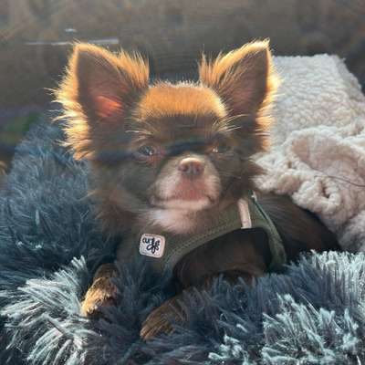Hundetreffen-Suche Spielkameraden für meinen Chihuahua-Profilbild