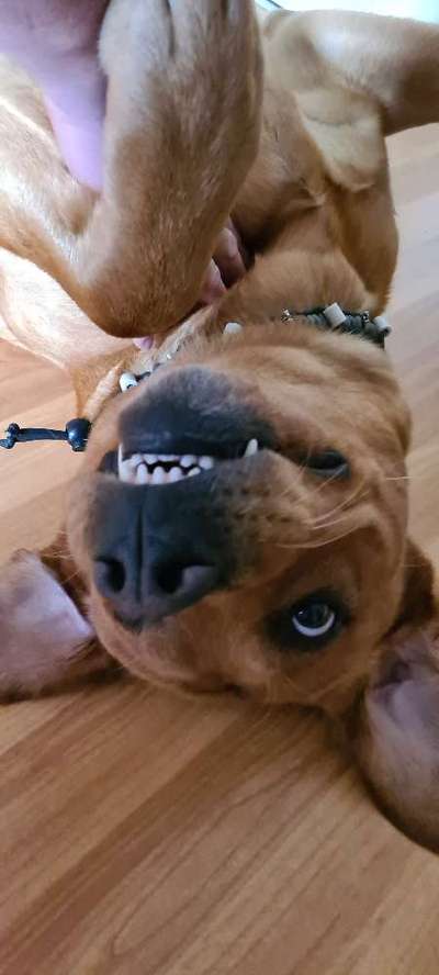 Zeigt mal die schönsten Bilder von euren Hunden !-Beitrag-Bild