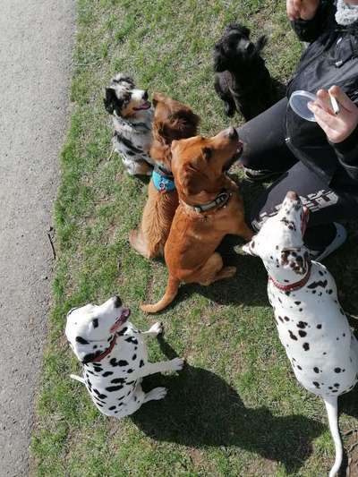 Hundetreffen-Chaos auf vier Pfoten😄Ort noch noch nicht festgelegt aber im 095 PLZ bereich-Bild