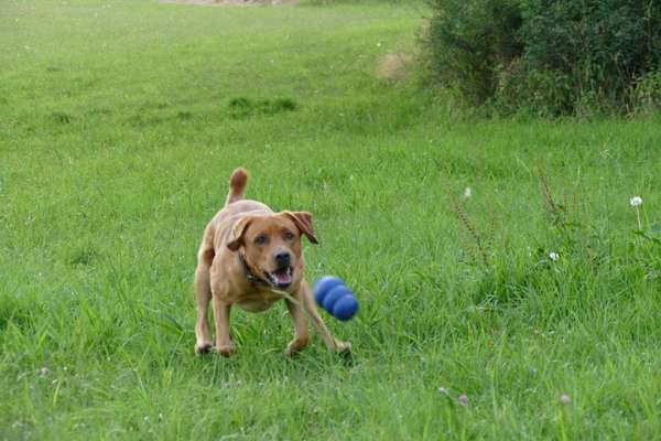 Die Dogorama Monats Challenge "Es grünt und blüht"-Beitrag-Bild