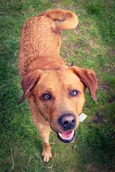 Wo sind meine Labrador Freunde-Beitrag-Bild