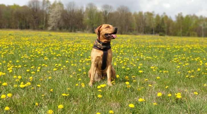 Die Dogorama Monats Challenge "Es grünt und blüht"-Beitrag-Bild