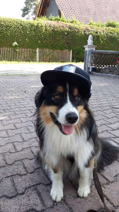 Hundetreffen-Spaziergang und kennenlernen-Bild