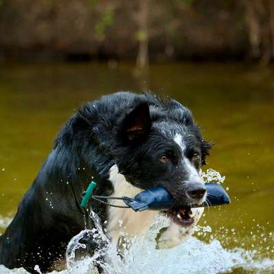 Hundetreffen-Gemeinsam Apportieren-Bild