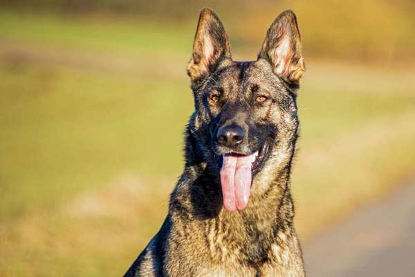 Fotochallange Nr. 57     PORTRÄT.   Beendet!!!!!!!!-Beitrag-Bild