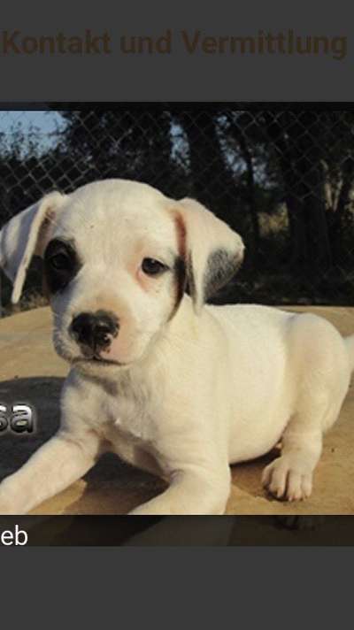 Als Welpen sind sie alle noch süßer-Beitrag-Bild