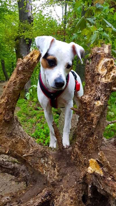 Die Dogorama Kalender Challenge Teil 3/4-Beitrag-Bild