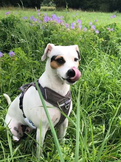 Die Dogorama Kalender Challenge 4/4-Beitrag-Bild