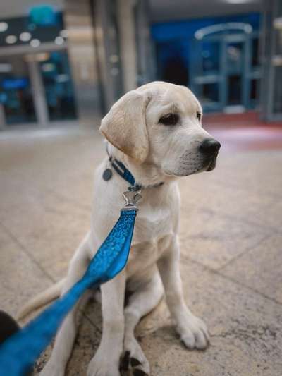 Hundetreffen-Welpentreffen in der Nähe von Erding-Bild