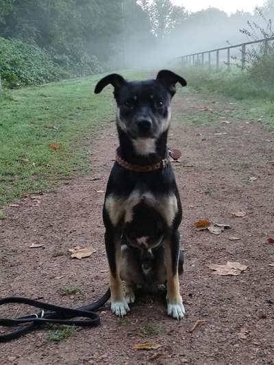 Die Dogorama Kalender Challenge Titelbild-Beitrag-Bild