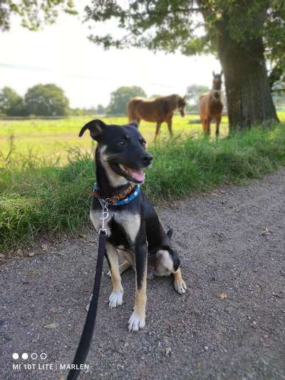 Mischlingshunde Foto Aufruf-Beitrag-Bild