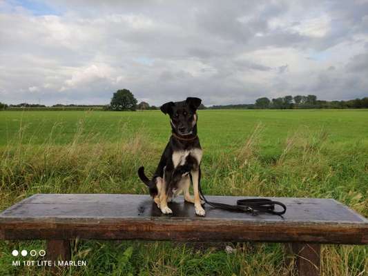 Die Dogorama Wochen Challenge-Beitrag-Bild