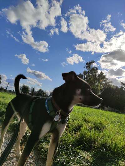 Liebhaber des Deutschen Pinscher gesucht.-Beitrag-Bild