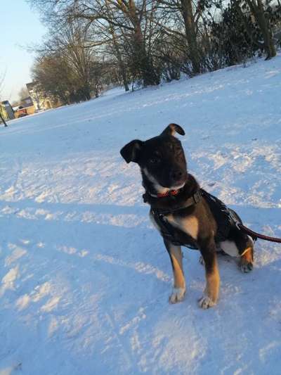 Welpen Bilder !-Beitrag-Bild