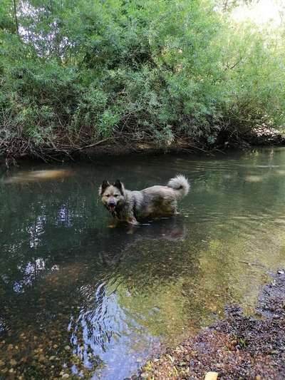 Spitz--Zwergspitz--kleinspitz---mittelspitz----Großspitz--Wolfsspitz-Beitrag-Bild