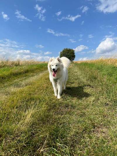 Samojede-Beitrag-Bild