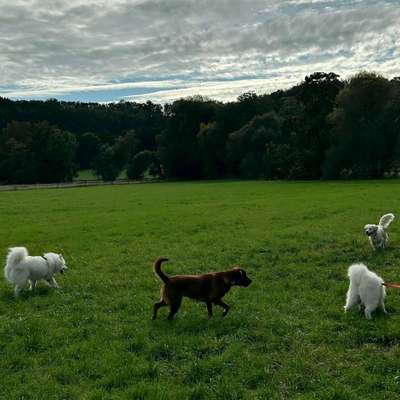 Hundetreffen-Spielen oder Spazieren gehen-Bild