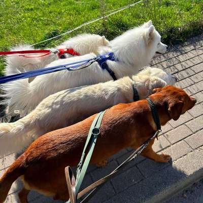Hundetreffen-Spielen-Bild