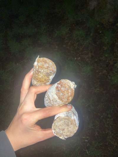 Giftköder-Salami ausgelegt-Bild