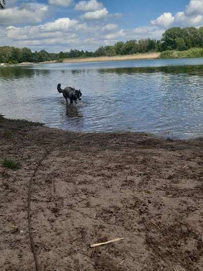 Dogorama-Monats-Challenge-Mai "Wasser"-Beitrag-Bild