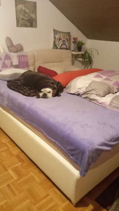 Dogorama Photo Challenge - Zeit ins Bett zu gehen-Beitrag-Bild