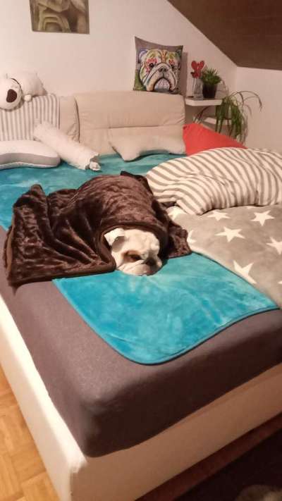 Dogorama Photo Challenge - Zeit ins Bett zu gehen-Beitrag-Bild