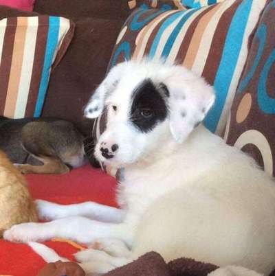 Welpen Bilder !-Beitrag-Bild