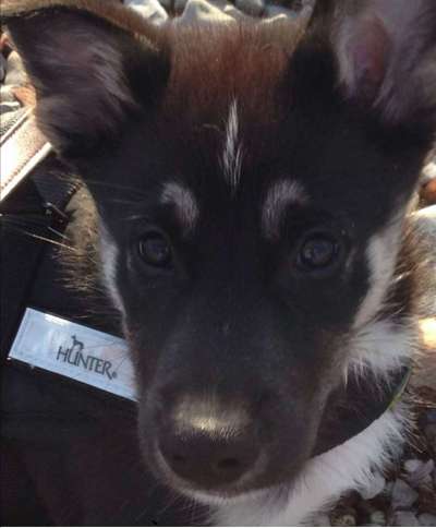 Welpen Bilder !-Beitrag-Bild